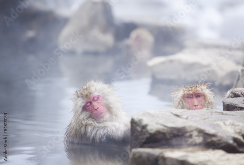 Snow monkeys (Japanese Macaques) in the onsen hot springs of Nagano,Japan. photo