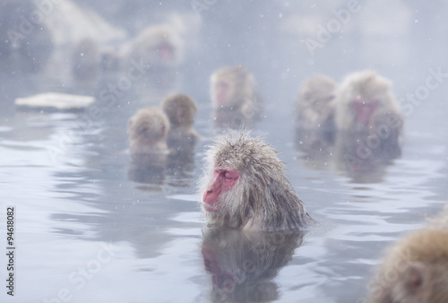 Snow monkeys (Japanese Macaques) in the onsen hot springs of Nagano,Japan. photo