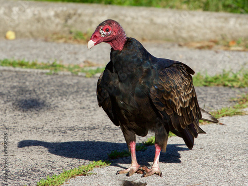 The vulture is searching for the food photo