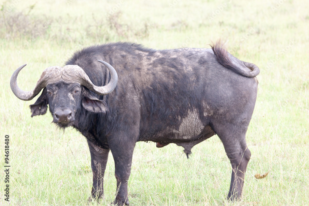 African buffalo (Cape buffalo) on plain of Serengeti National Park, Tanzania, African buffalo (Cape buffalo) on plain of Serengeti National Park, Tanzania,