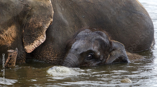 The background with the funny cute young elephant and his mom