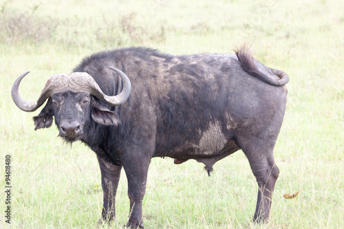 African buffalo  Cape buffalo  on plain of Serengeti National Park  Tanzania 