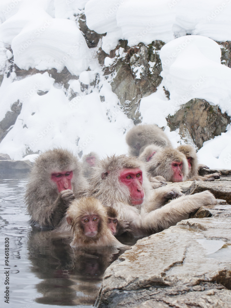 Obraz premium Snow monkeys (Japanese Macaques) in the onsen hot springs of Nagano,Japan.