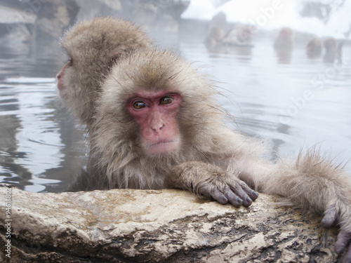 Snow monkeys (Japanese Macaques) in the onsen hot springs of Nagano,Japan. © mytree