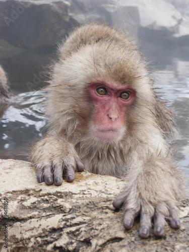 Snow monkeys (Japanese Macaques) in the onsen hot springs of Nagano,Japan. © mytree