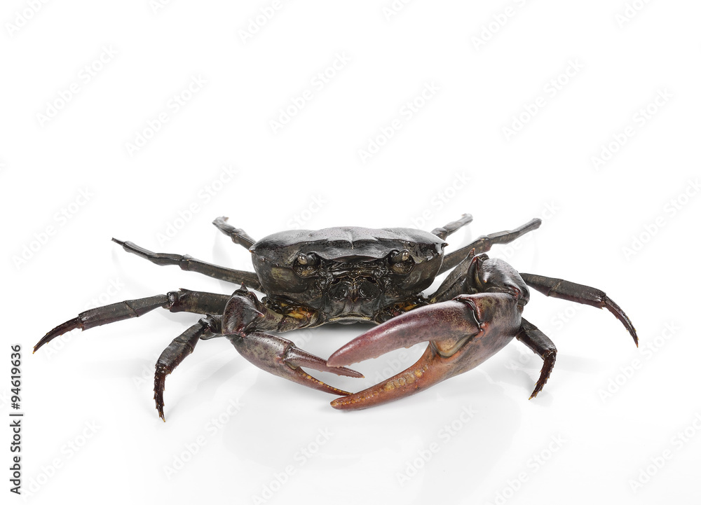 Male field crab on white background. Male field crab on white background.