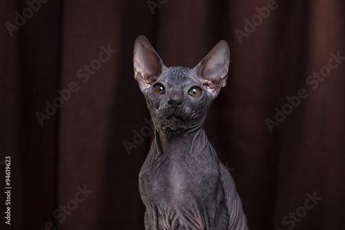 Sphynx kitten portrait on a color background © Anna Averianova