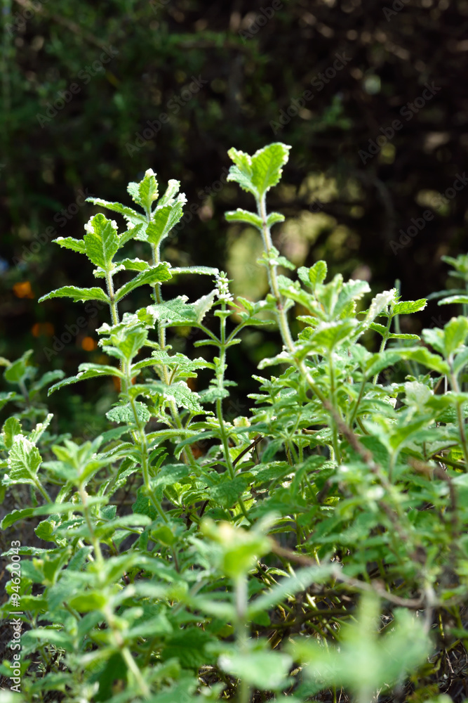 Mint plants
Mint plants