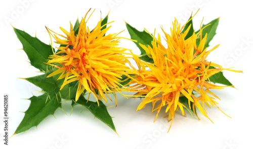 Valokuva Safflower