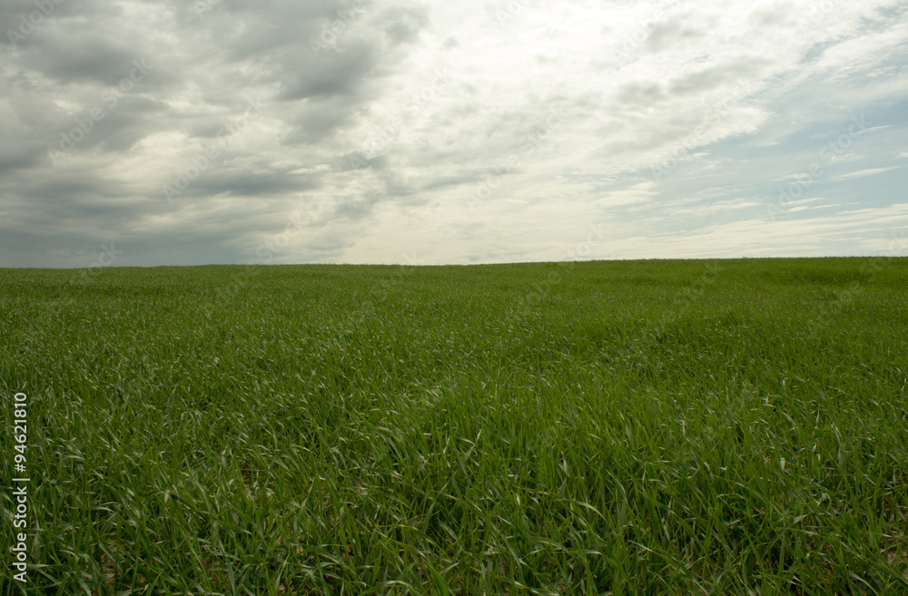 green grass field green grass field