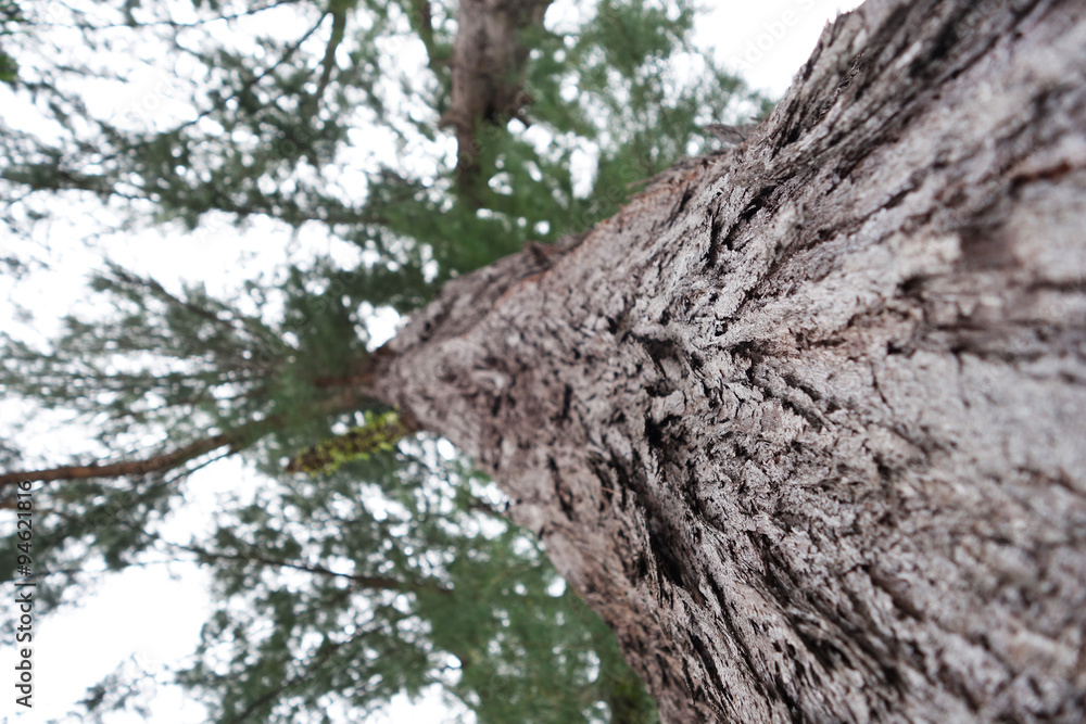 pine tree bark texture pine tree bark texture