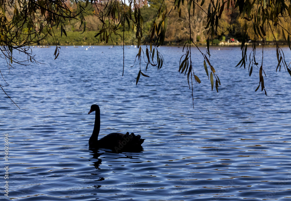 Obraz premium Swan swimming on a lake