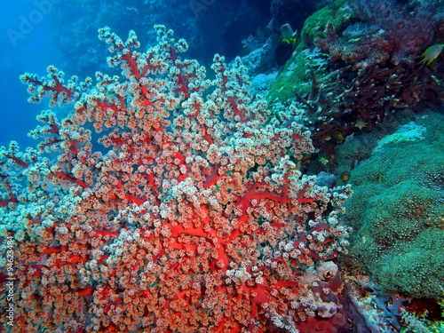 Fototapeta Naklejka Na Ścianę i Meble -  Soft coral, Island Bali
