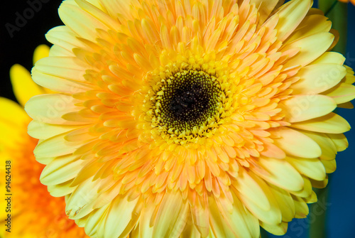 close-up shot of a beautiful yellow gerbera