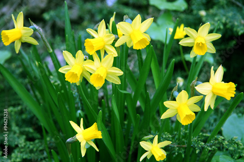 Narcissuses / Yellow daffodils in the forest