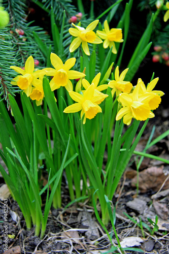 Spring / Yellow daffodils in the forest © Lali