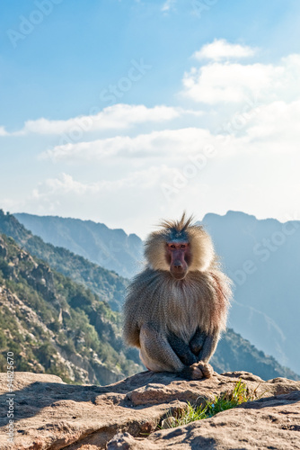 Saudi Arabia  Abah  Asir province  the mountain monkeys in Al Soudan area