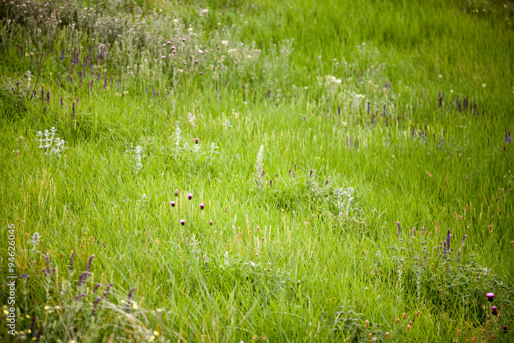 grass on hillside grass on hillside