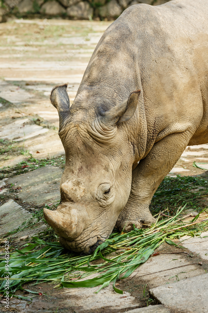 Obraz premium African white rhino