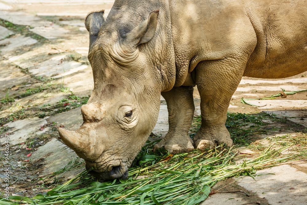 Naklejka premium African white rhino