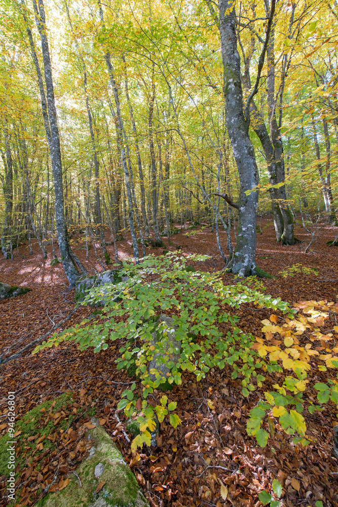sous bois en Automne sous bois en Automne