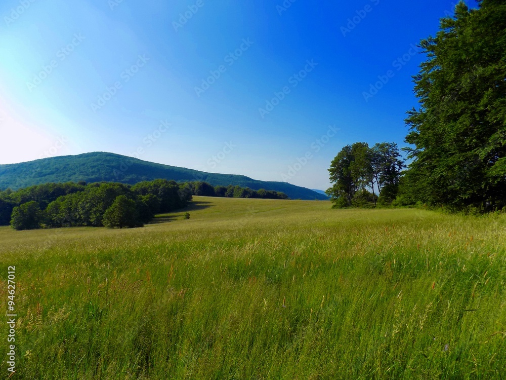 Meadow and forests
