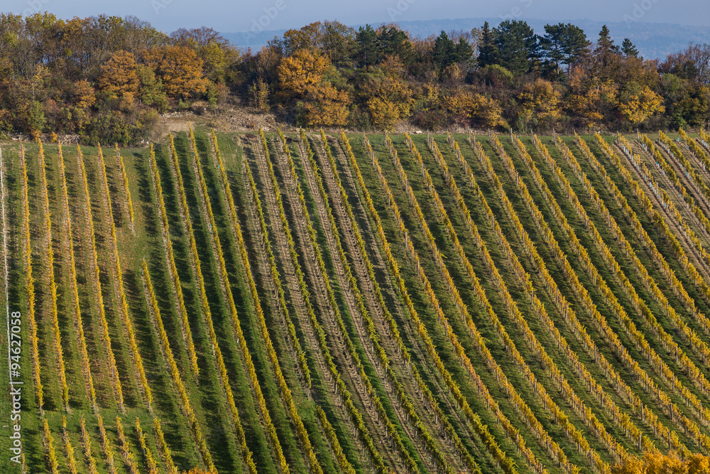 Bright Vineyard Plantations and Rolling Hills in the Autumn Mont