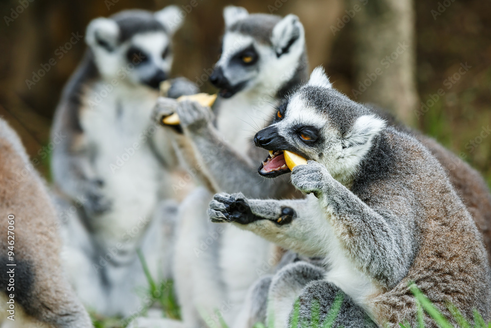 Fototapeta premium Eat food ring-tailed lemur