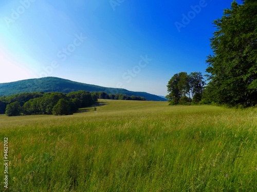 Meadow and forests