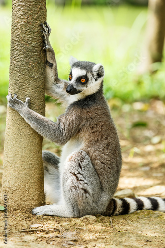 Lovely ring-tailed lemur close up