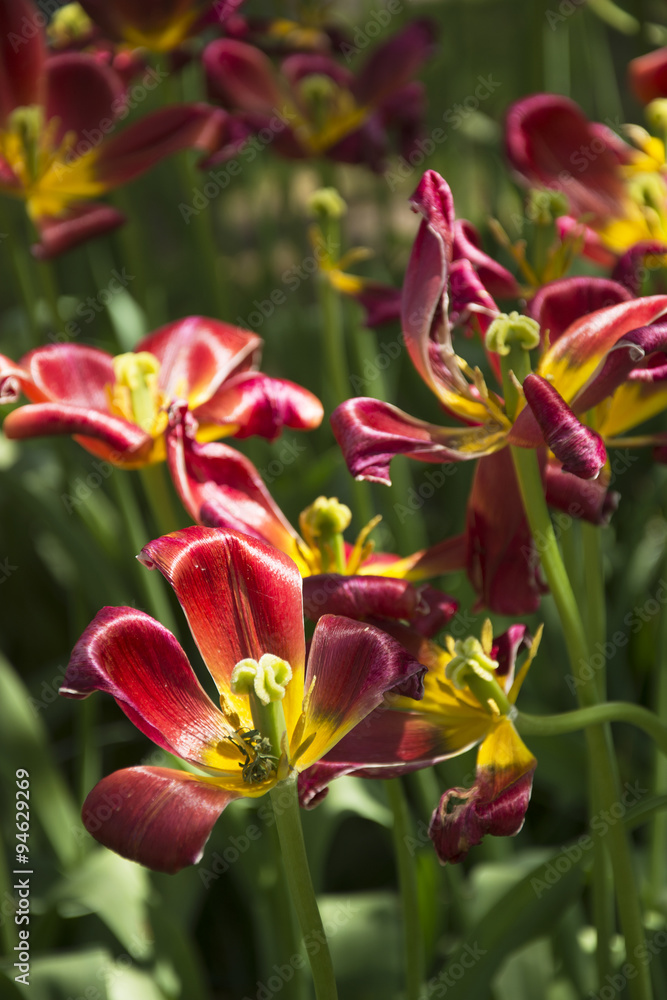 Beautiful Daylilies in Spring in the Netherlands Beautiful Daylilies in Spring in the Netherlands