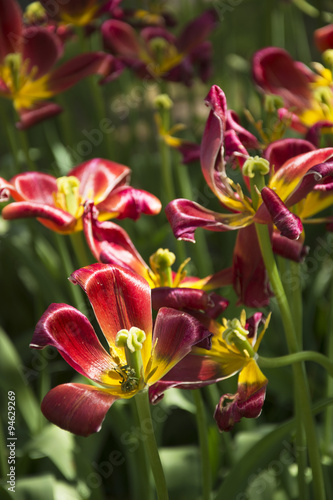 Beautiful Daylilies in Spring in the Netherlands