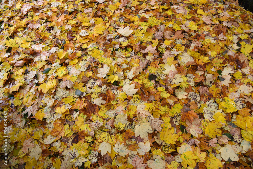 foglie colorate autunno letto di foglie cadute foglie colorate autunno letto di foglie cadute