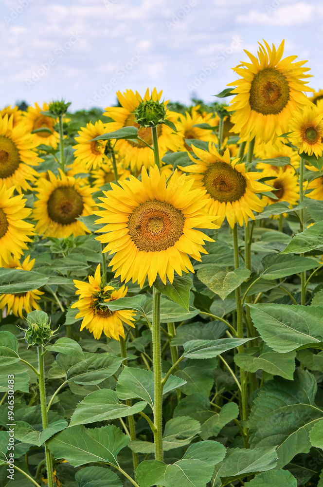 Sunflower field.