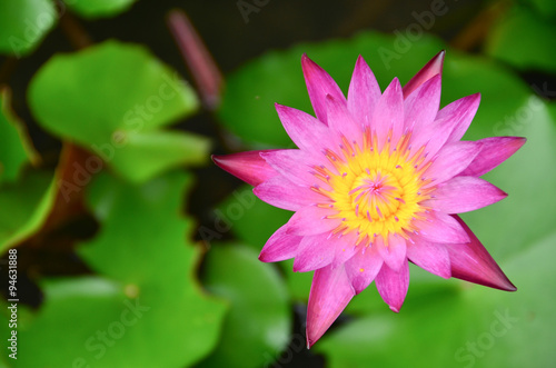 lotus flowers water nature garden green pink beautiful