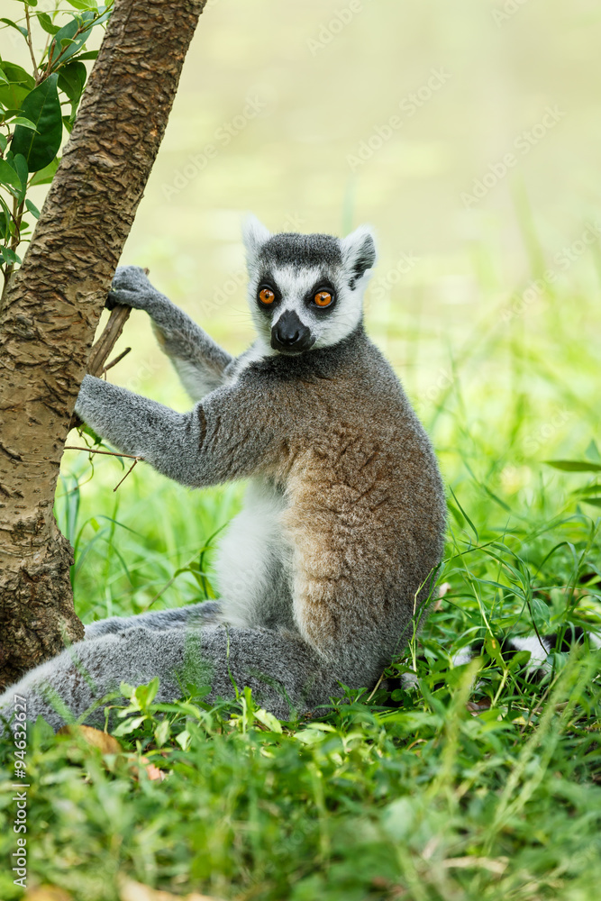 Obraz premium Alert the ring-tailed lemur