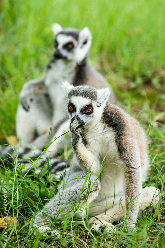 Obraz premium Ring-tailed lemur lovely expression