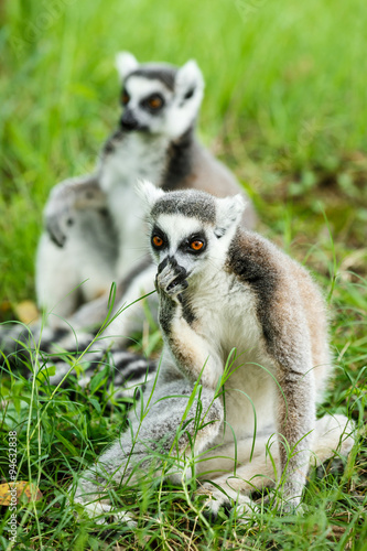 Ring-tailed lemur lovely expression