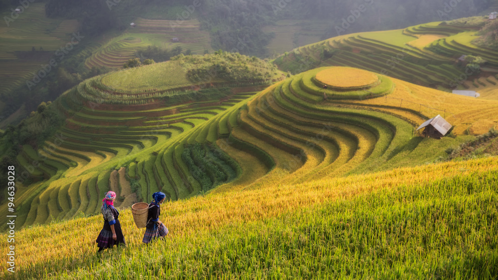 Fototapeta premium Terraced rice field inside fog and morning ray in Mu Cang Chai,