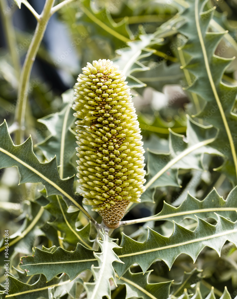 Obraz premium Green Australian banksia