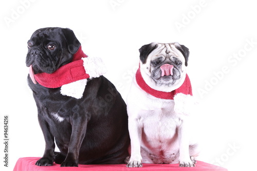 Zwei Möpse mit rotem Schal (Weihnachten) © Petra Eckerl