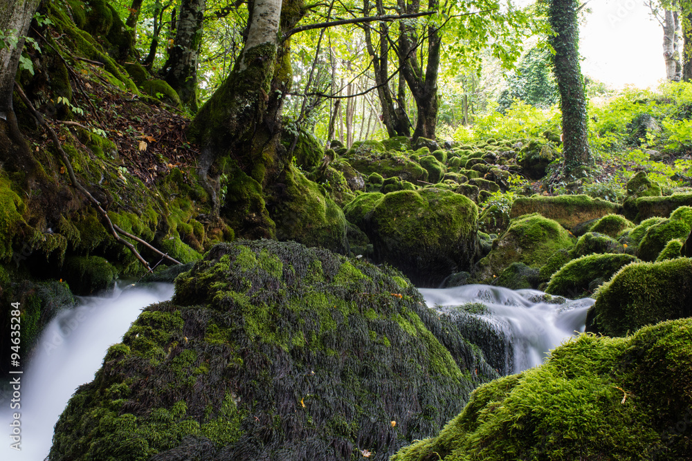 Obraz premium stream in the forest