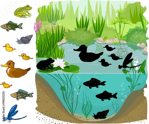 Find the shadow of  pond inhabitants