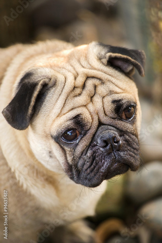 lovely overweight Pug © lunx