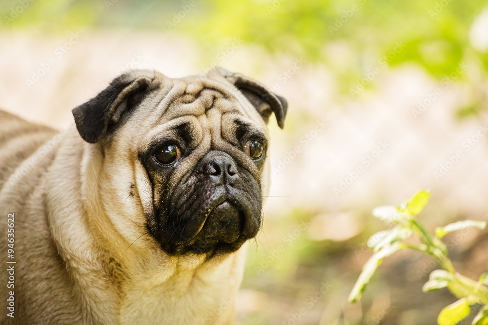 lovely Pug waiting for friend