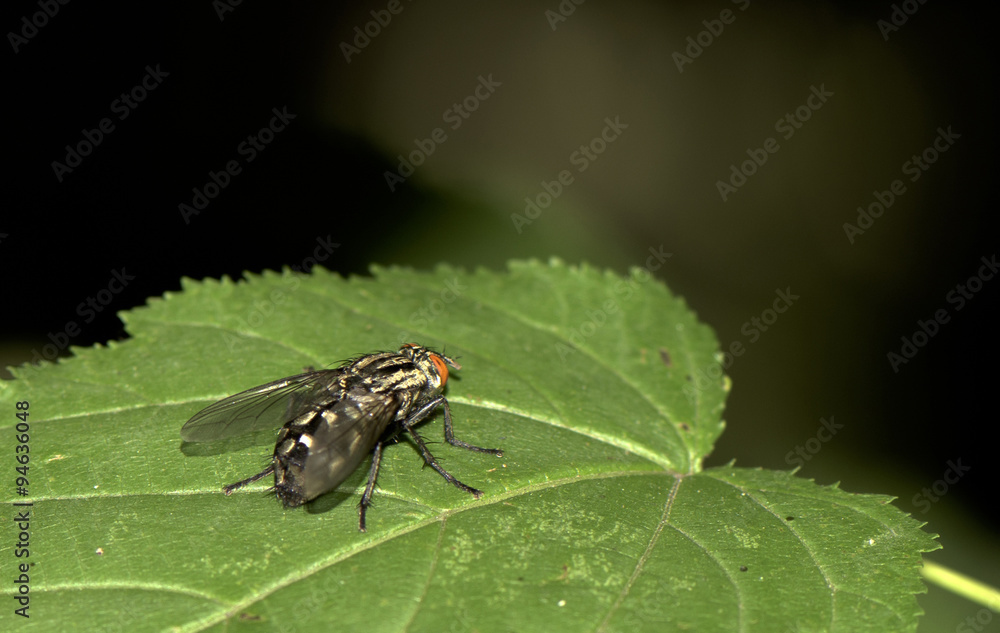 Fly on a green leaf, close up Fly on a green leaf, close up