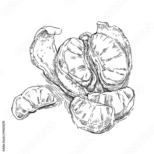 Mandarin, vector hand drawing