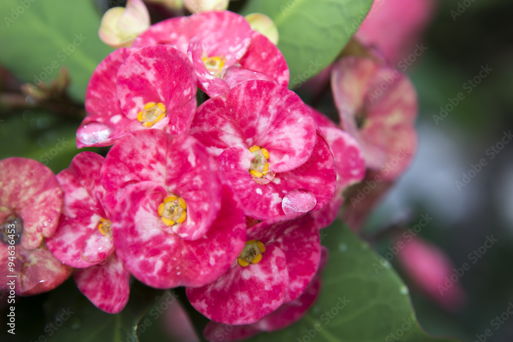 Pink euphorbia milii flowers blooming and refreshing drops of de Pink euphorbia milii flowers blooming and refreshing drops of de