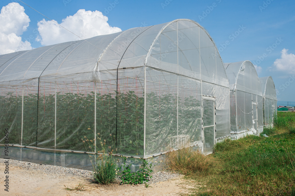 Melon in greenhouse on field agriculture