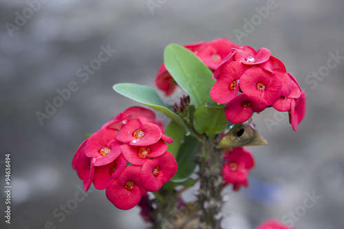 Red euphorbia milii Crown of thorns, Christ thorn,Poi sian flowe